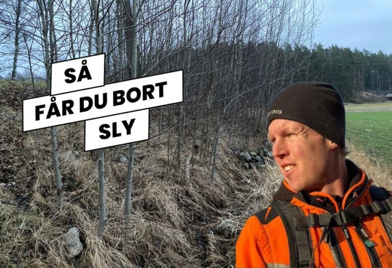 Röjning av sly